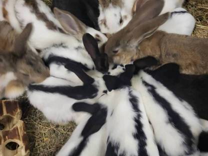 Bild 2:Schlachthasen