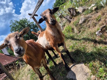 Bild 2:Kamerunschafe