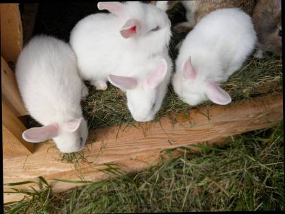 Bild 6:Zwergkaninchen in allen Farben zu verkaufen
