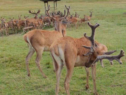Bild 3:Rotwild zu verkaufen