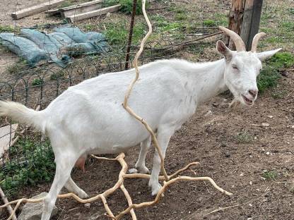 Bild 5:Zwergziegenböcke