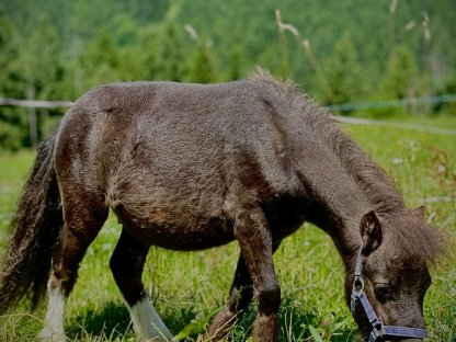Bild 2:Mini Shetland Pony Hengst