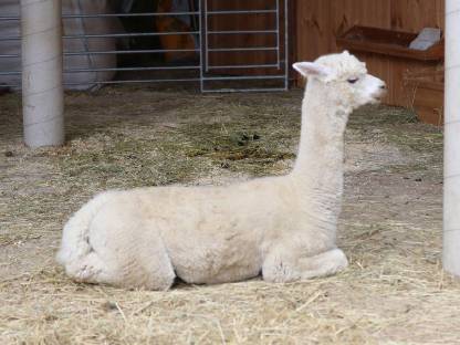 Bild 4:Alpaka-Wallach zu verkaufen