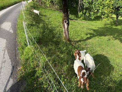 Bild 3:Burenziegenböcke