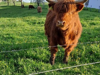 Hochlandrind-Kuh mit Kuhkalb zum Verkaufen