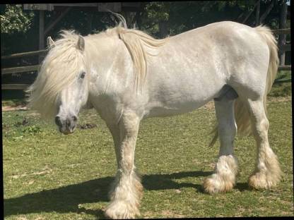 Bild 8:Fellponyhengst