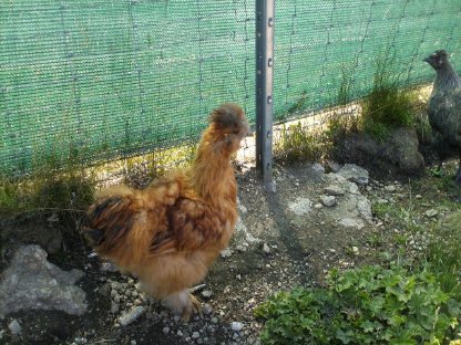 Bild 2:Hähne, beringt, Ente