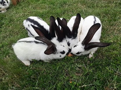 Bild 3:Hase zu verkaufen