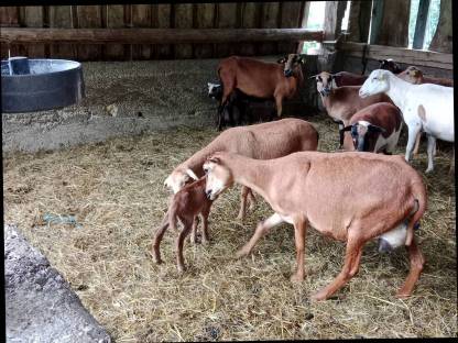 Bild 2:Kamerunschafe und Black Bally Mix