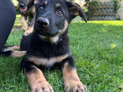 Schäferhundwelpen reinrassig