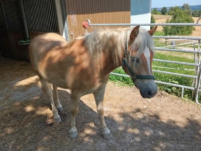 Bild 4:Haflinger Wallach Aron