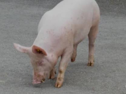 Bild 3:Ferkel