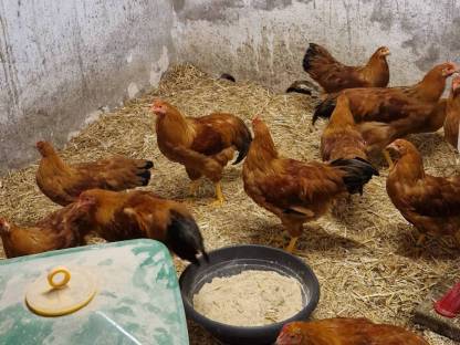 Bild 2:Zuchthähne New Hampshire