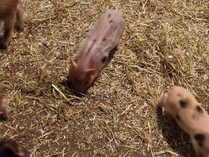 Bild 2:Micro Schweinchen/Teacup Puppies im Streifenhörnchen-Look