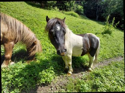 Bild 6:Mini Shetty Hengst