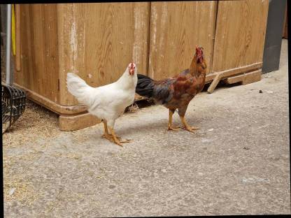 Bild 4:Hahn abzugeben