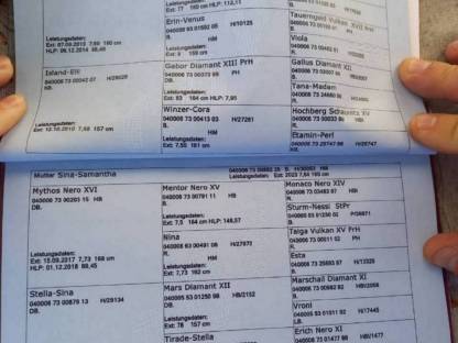 Bild 4:Noriker Zuchtstute, jährig