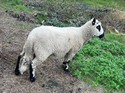 Kerry Hill