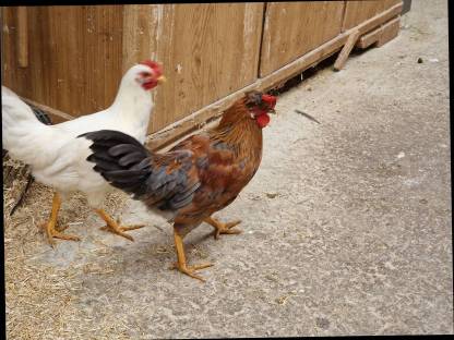 Bild 3:Hahn abzugeben