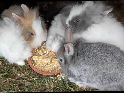 Bild 9:Löwenkopf Zwergkaninchen in allen Farben