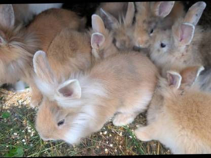 Bild 5:Löwenkopf Zwergkaninchen in allen Farben