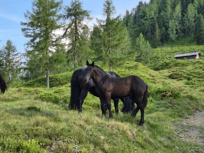 Bild 4:Noriker Hengstfohlen