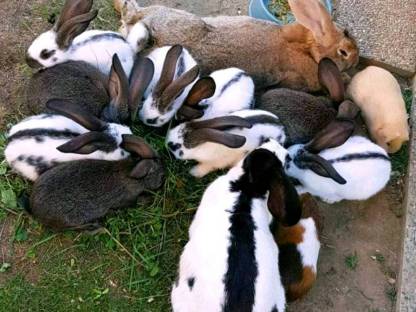 Kaninchen
