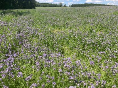 Bild 3:Phacelia