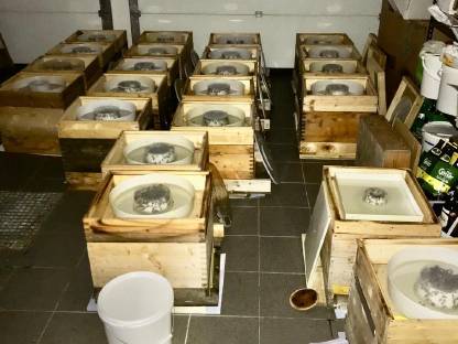 Bild 5:Ableger, Bienenvölker, Bienenkönigin