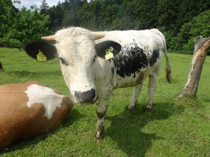 Pustertaler Sprinzen Kalbinnen - Bio, Herdebucht A