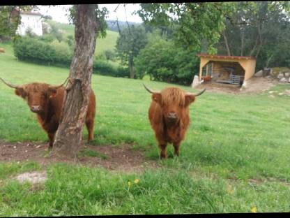 Bild 6:Hochlandrinder Kalbinnen