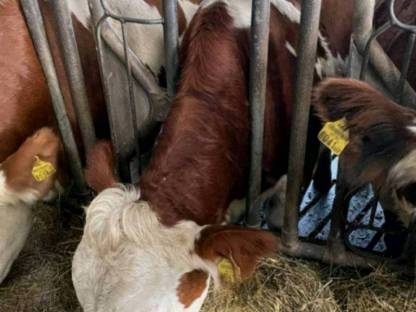 Milchkühe und Kalbinnen zu verkaufen