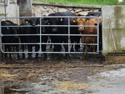 Bild 4:Bio Angus Stier