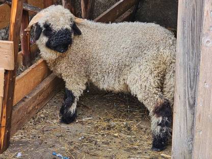 Walliser Widder und zwei mixe Weibchen
