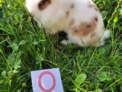 Bild 6:Junge, schöne Zwergkaninchen günstig abzugeben