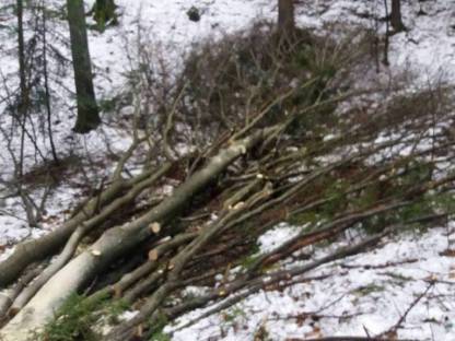 Brennholz zum Selbermachen