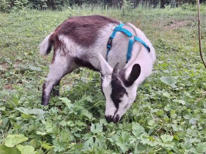 Reinrassige Pfauenziegen Jungtiere