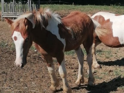 Bild 9:Irish Cob Fohlen, Tinker, Hengst