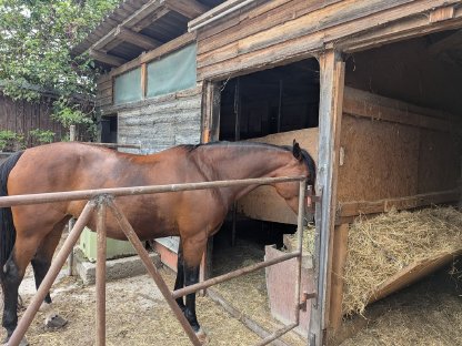 Einstellplatz für ein Pferd