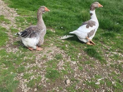 Gänse