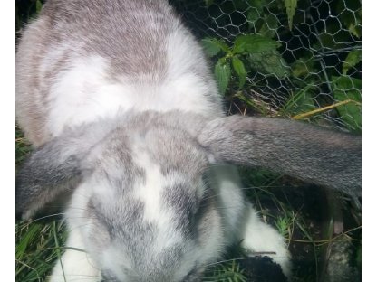 Kaninchen