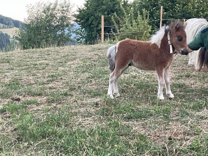 Bild 3:Minishetland Fohlen - Milo