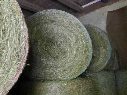 Bild 2:Heu in Rundballen