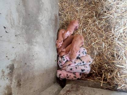 Bild 2:Freilandferkel/Mastferkel