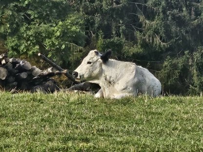Weibliche PSS Herdbuchfähig abzugeben