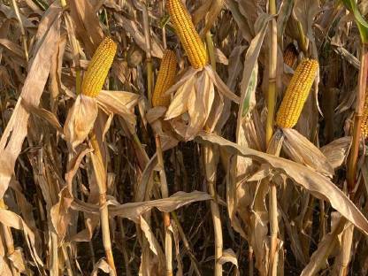 Bild 2:Mais Körnermais 4 ha