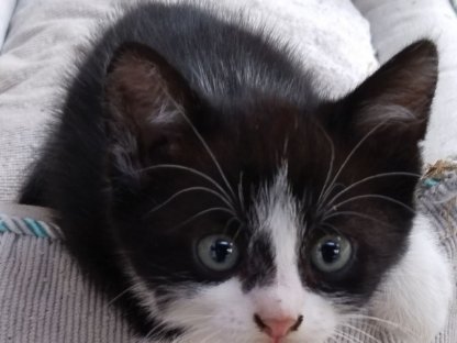 Katzenbabys