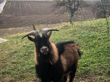 Bild 4:Mini-Zwergziegenbock leihen