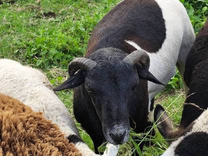 Bild 2:Lämmer 5 Stk.