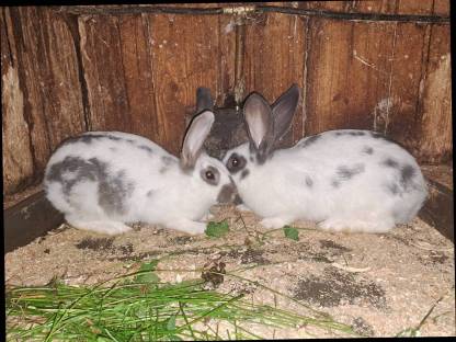 Hasen, Fleischhasen